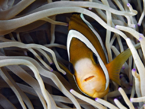 "Anemone Fish"

Here and there I have to take a picture... by Henry Jager 